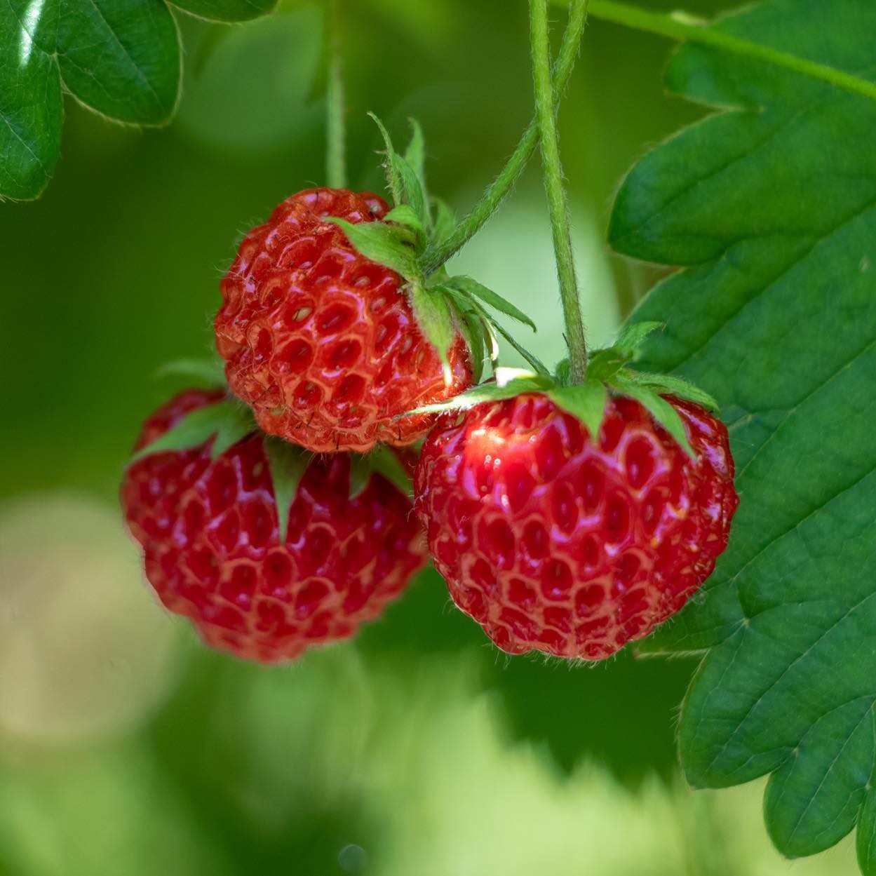 Tiptree Little Scarlet Strawberry Jam - From Russia With Love Edition